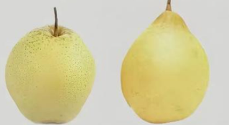 梨類存儲(chǔ)條件指南（雪梨、鴨梨）——不同品種溫濕度差異及實(shí)操方案
